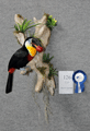 tucano